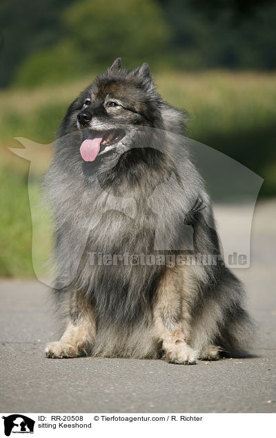sitzender Deutscher Wolfsspitz / sitting Keeshond / RR-20508