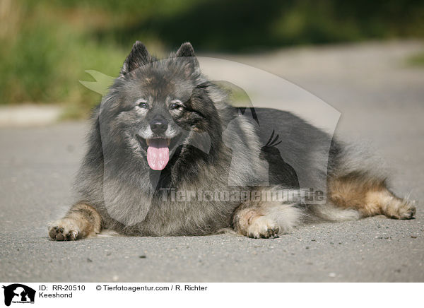 Deutscher Wolfsspitz / Keeshond / RR-20510