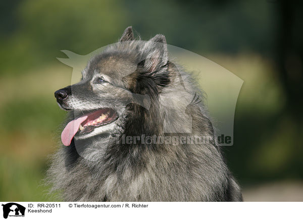 Deutscher Wolfsspitz / Keeshond / RR-20511