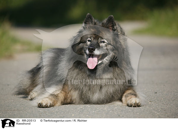 Deutscher Wolfsspitz / Keeshond / RR-20513