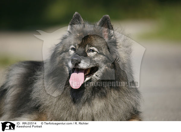 Deutscher Wolfsspitz Portrait / Keeshond Portrait / RR-20514