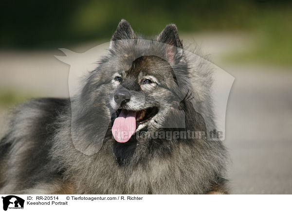 Keeshond Portrait / RR-20514