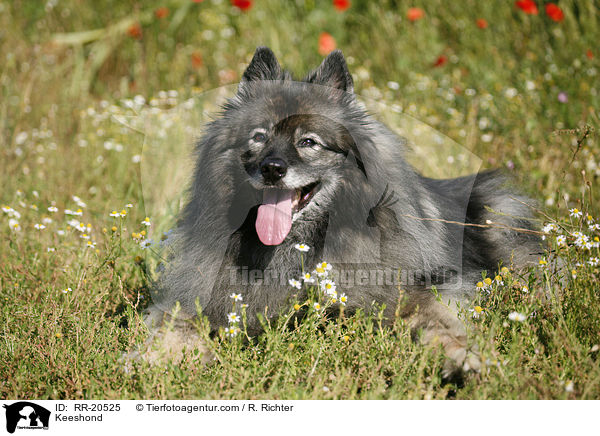 Deutscher Wolfsspitz / Keeshond / RR-20525