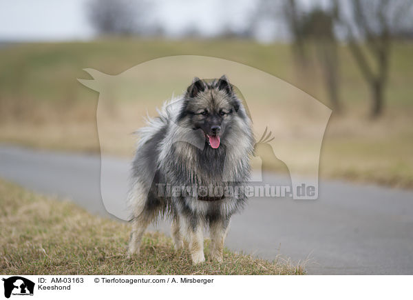Keeshond / AM-03163