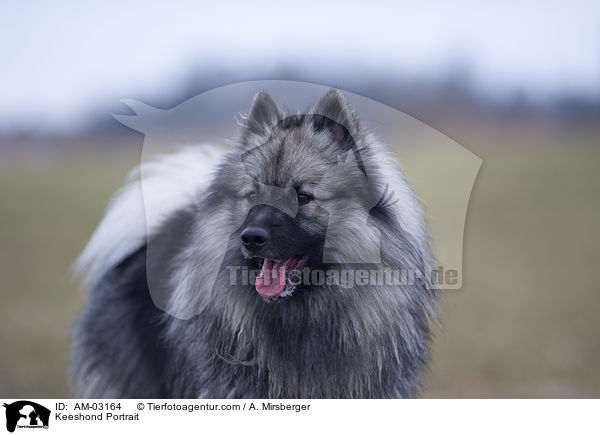 Keeshond Portrait / AM-03164