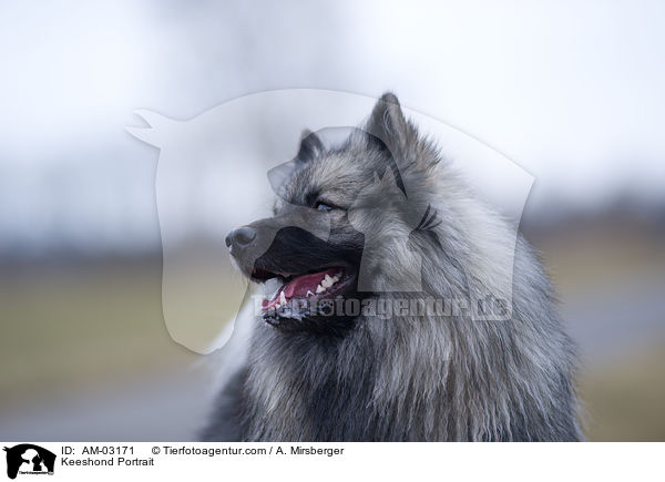 Keeshond Portrait / AM-03171