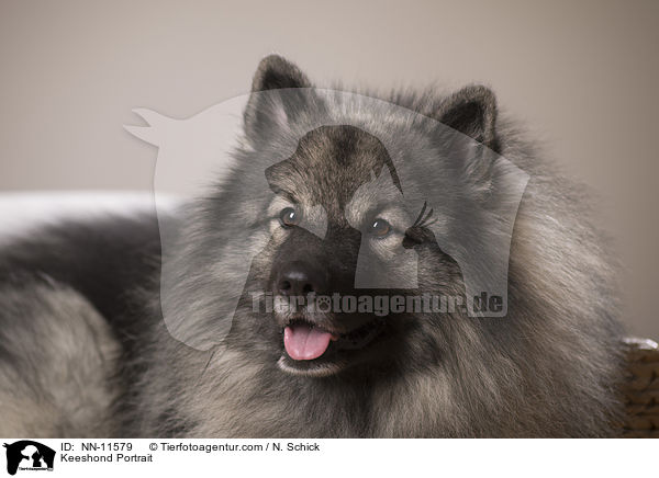 Wolfsspitz Portrait / Keeshond Portrait / NN-11579