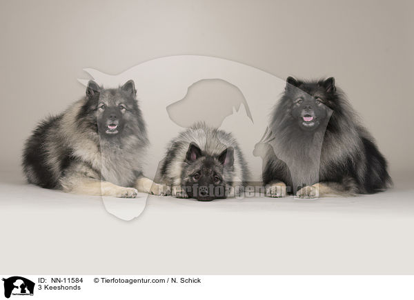 3 Wolfsspitze / 3 Keeshonds / NN-11584