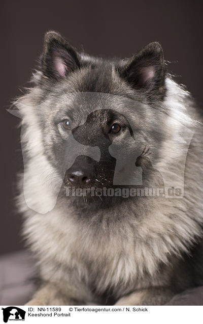 Wolfsspitz Portrait / Keeshond Portrait / NN-11589