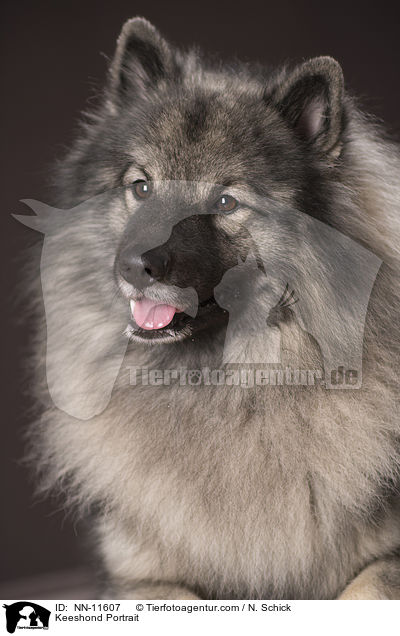 Wolfsspitz Portrait / Keeshond Portrait / NN-11607
