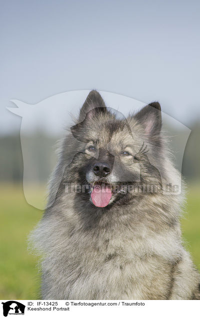 Wolfsspitz Portrait / Keeshond Portrait / IF-13425