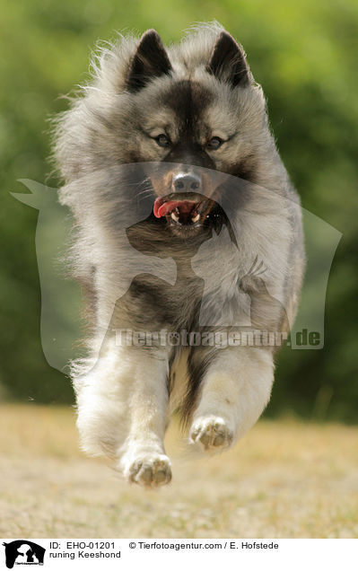 rennender Wolfsspitz / runing Keeshond / EHO-01201