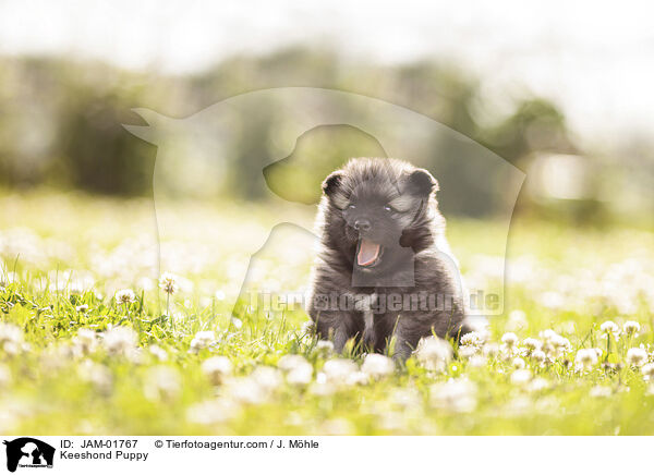 Wolfsspitz Welpe / Keeshond Puppy / JAM-01767