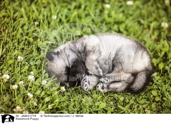 Keeshond Puppy / JAM-01779