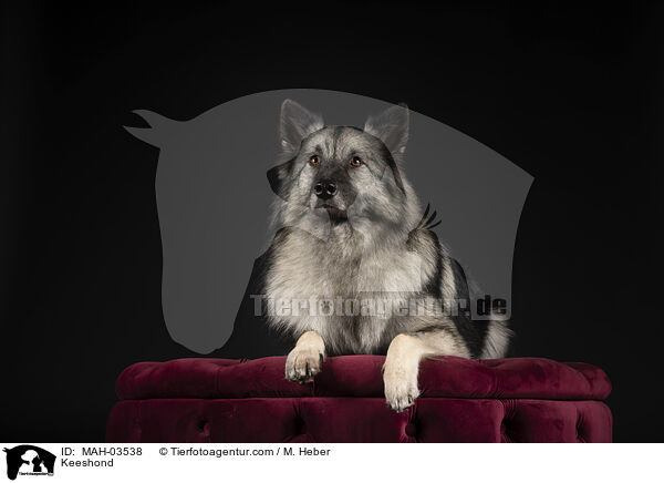 Wolfsspitz / Keeshond / MAH-03538