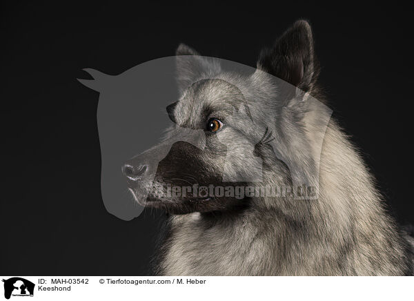 Wolfsspitz / Keeshond / MAH-03542