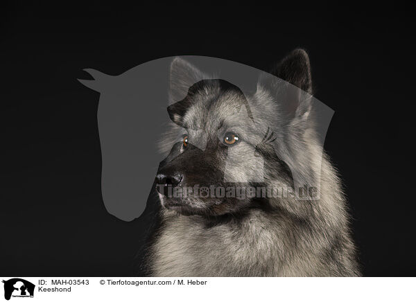 Wolfsspitz / Keeshond / MAH-03543