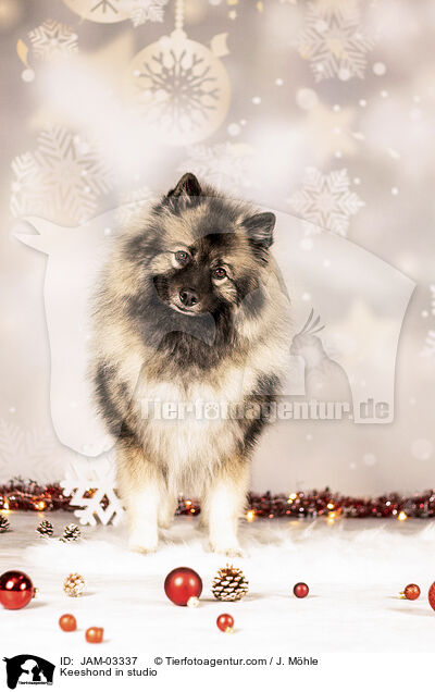 Wolfsspitz im Studio / Keeshond in studio / JAM-03337