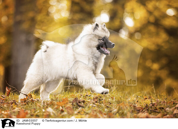 Wolfsspitz Welpe / Keeshond Puppy / JAM-03557