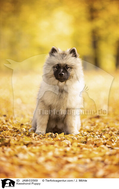 Wolfsspitz Welpe / Keeshond Puppy / JAM-03569