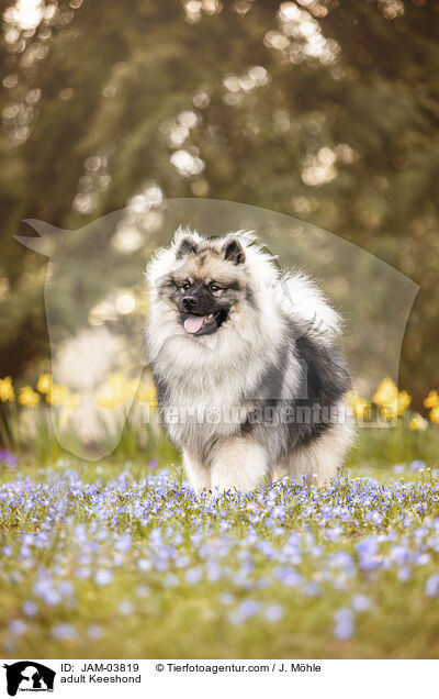 ausgewachsener Wolfsspitz / adult Keeshond / JAM-03819