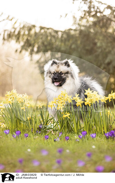 ausgewachsener Wolfsspitz / adult Keeshond / JAM-03829