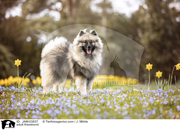 ausgewachsener Wolfsspitz / adult Keeshond / JAM-03837