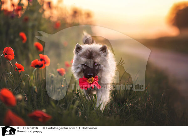 Keeshond puppy / DH-02816
