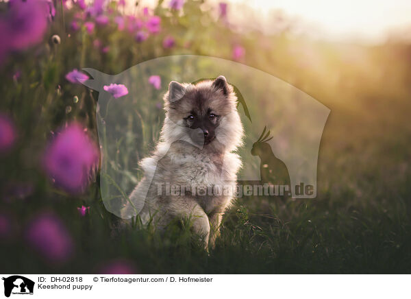 Keeshond puppy / DH-02818