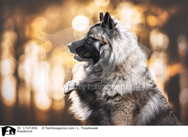 Wolfsspitz / Keeshond / LT-01459