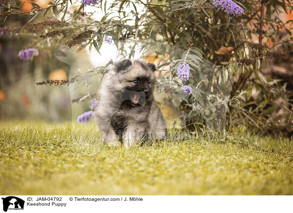 Wolfsspitz Welpe / Keeshond Puppy / JAM-04792