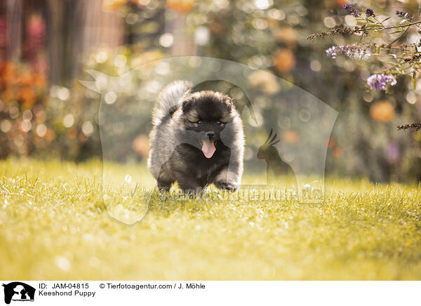 Wolfsspitz Welpe / Keeshond Puppy / JAM-04815