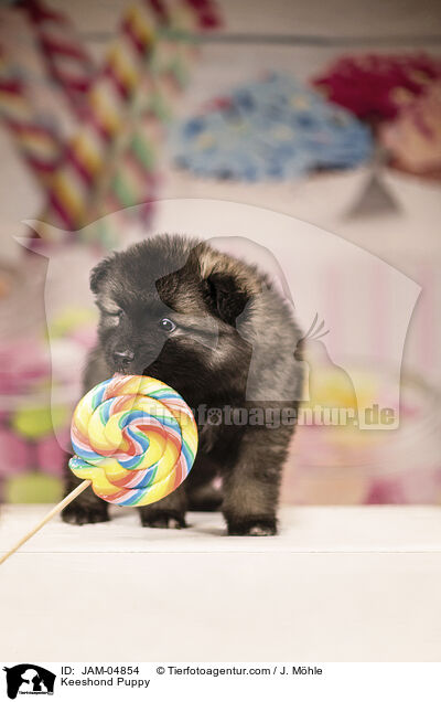 Wolfsspitz Welpe / Keeshond Puppy / JAM-04854