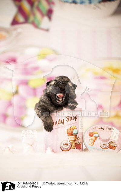 Keeshond Puppy / JAM-04951