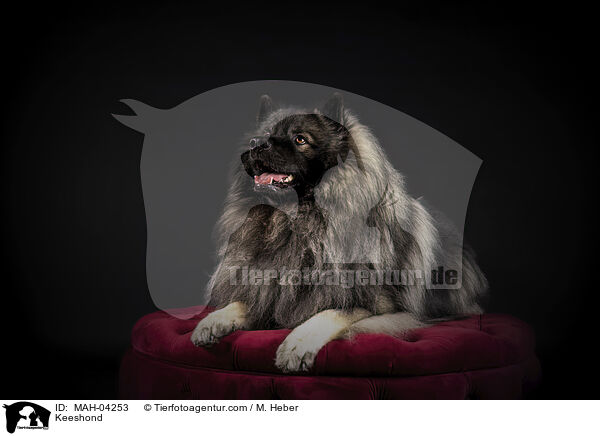 Wolfsspitz / Keeshond / MAH-04253