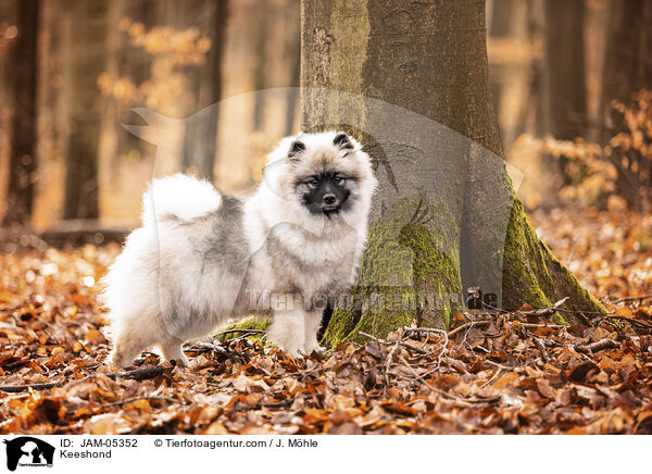 Wolfsspitz / Keeshond / JAM-05352