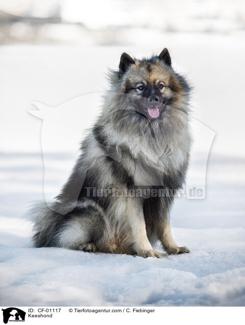 Wolfsspitz / Keeshond / CF-01117