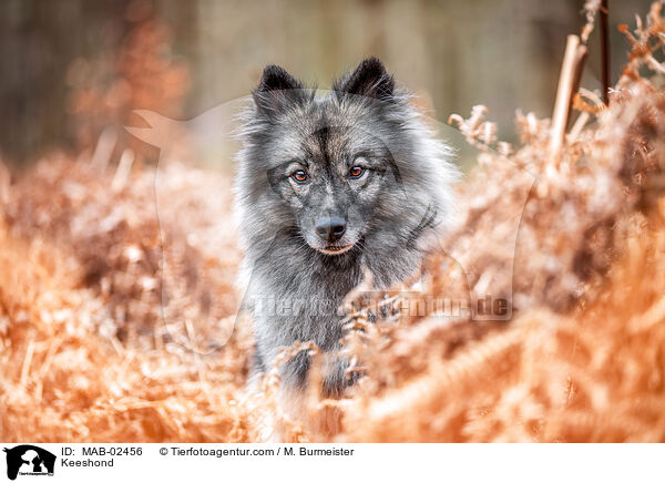 Wolfsspitz / Keeshond / MAB-02456