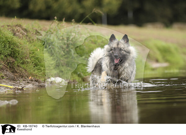 Wolfsspitz / Keeshond / KB-16740