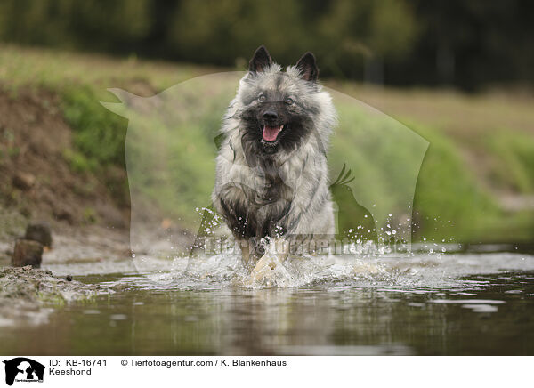 Wolfsspitz / Keeshond / KB-16741