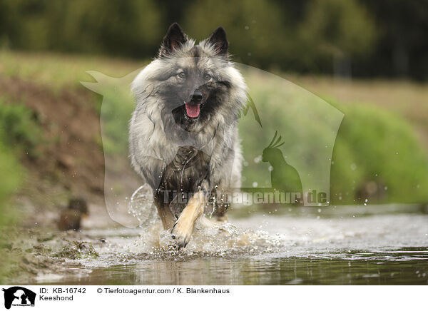 Wolfsspitz / Keeshond / KB-16742