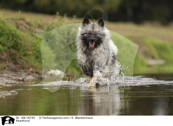 Wolfsspitz / Keeshond / KB-16745