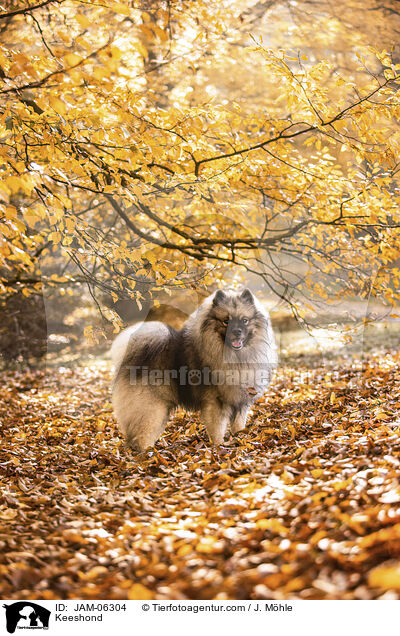 Wolfsspitz / Keeshond / JAM-06304