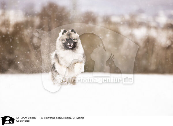 Wolfsspitz / Keeshond / JAM-06587