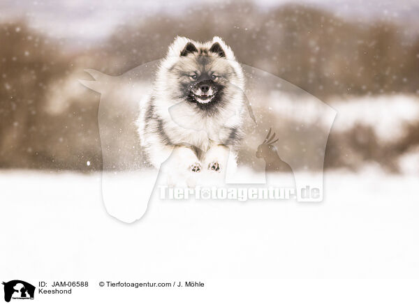 Wolfsspitz / Keeshond / JAM-06588