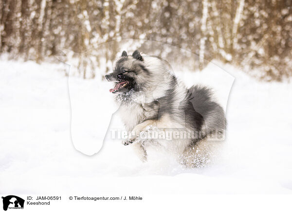 Wolfsspitz / Keeshond / JAM-06591