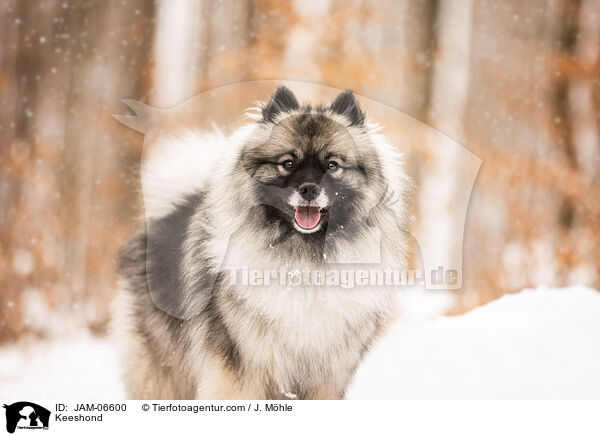 Wolfsspitz / Keeshond / JAM-06600