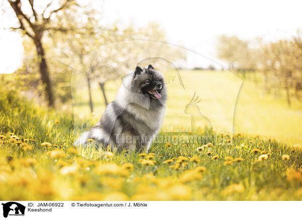 Wolfsspitz / Keeshond / JAM-06922