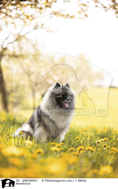Wolfsspitz / Keeshond / JAM-06923