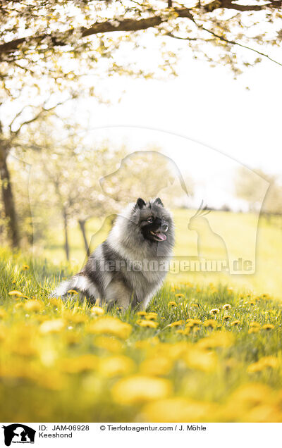 Wolfsspitz / Keeshond / JAM-06928